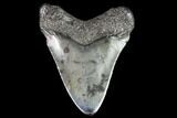 Juvenile Megalodon Tooth - Georgia #99151-1